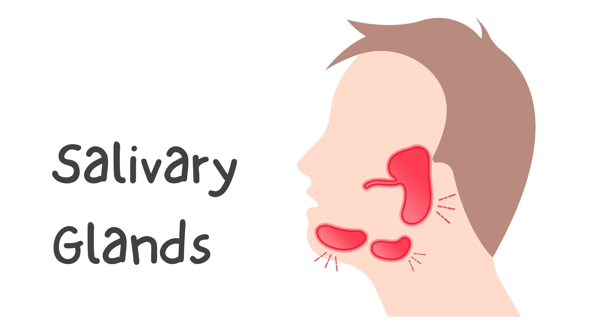 Salivary Glands: The Unsung Heroes of Oral Health